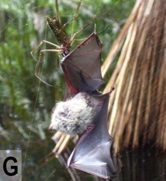 عنکبوت های خفاش خوار! +عکس