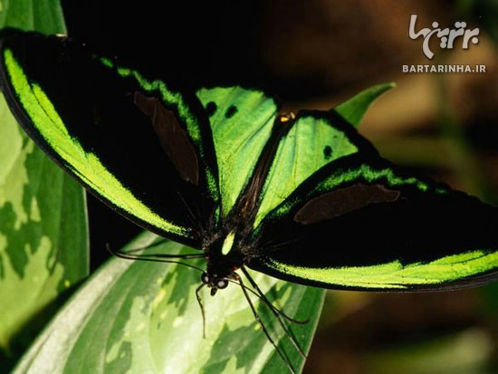 تصاویری بی نظیر از دنیای زیبای پروانه ها