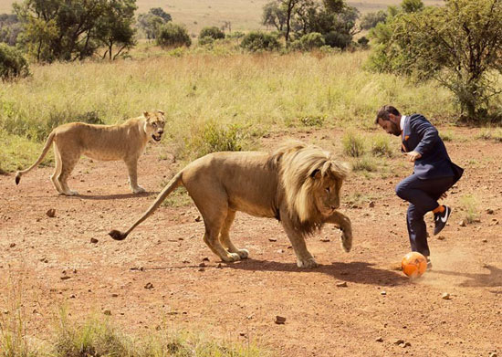 فوتبال شیرها با مرد شجاع! +عکس