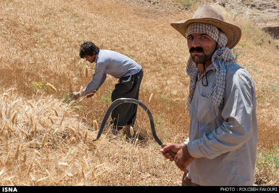 عکس: برداشت گندم به روش سنتی