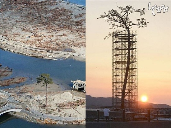 درختان بازمانده در سراسر جهان