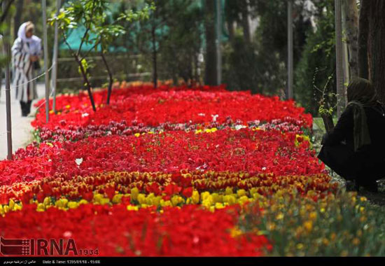 عکس: كاشت لاله به ياد مادر در تهران