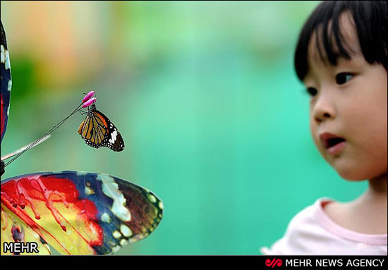 جشنواره پروانه ها در چین +عکس