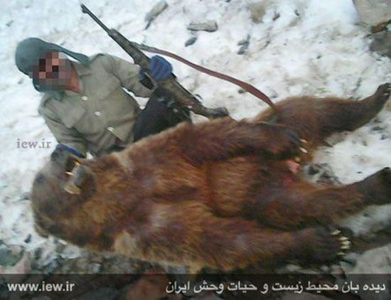 تصاویری از قصابی یک خرس در کلاردشت