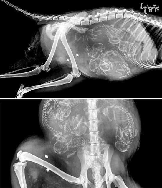 تصاویر گرفته شده از حیوانات باردار با اشعه ایکس