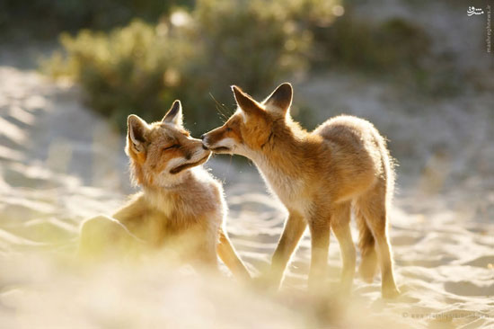 عکس: زندگی رومانتیک روباه‌ ها