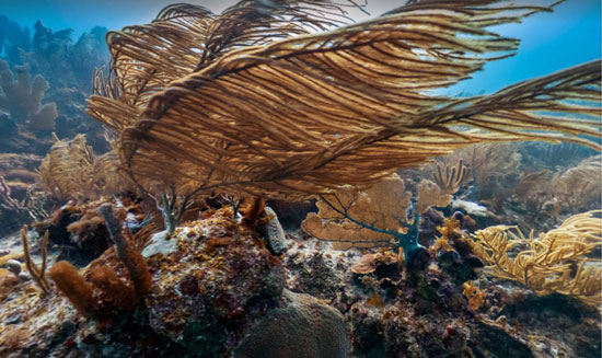 تصاویر زیبا استریت ویو گوگل از اعماق اقیانوس
