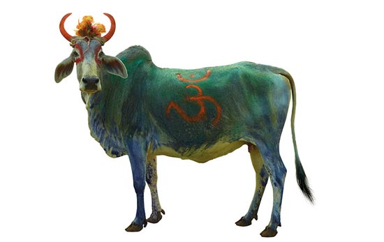 گاوهای مقدس و تزئینی هندوها +عکس
