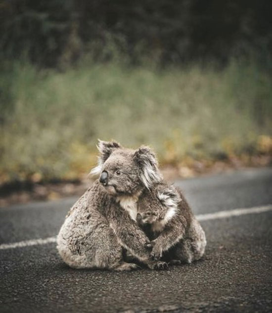 غمگین و دلبرترین تصاویر این روز‌های استرالیا