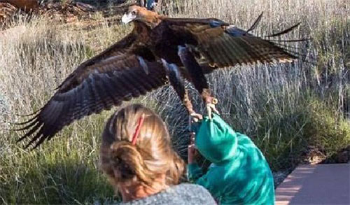 عقابی که قصد شکار پسربچه را داشت