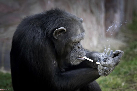 شامپانزه سیگاری در کره شمالی!