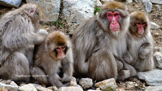 حمام میمون های برفی در دره جهنم! +عکس