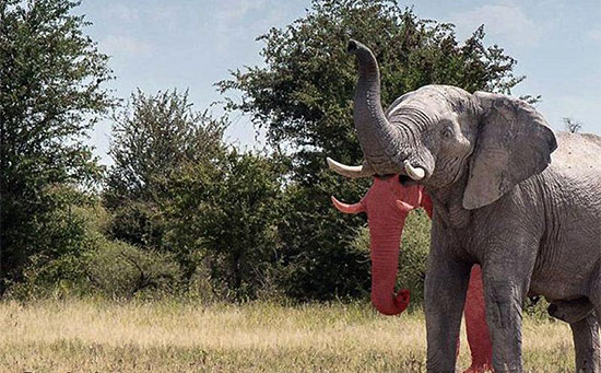 آیا فیلِ دو خرطوم واقعیت دارد؟