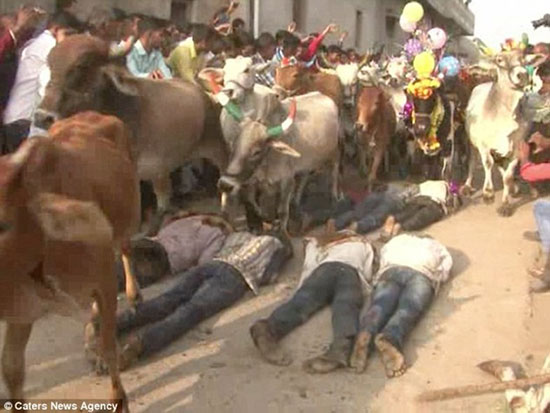 مراسم عجیب عبور گاو‌ها از بدن مردان هندی