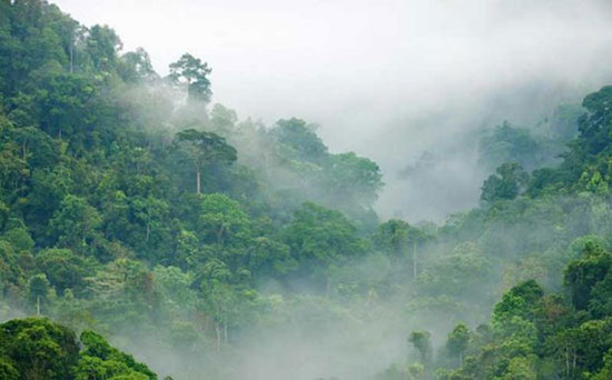 پرباران ترین جنگل های دنیا