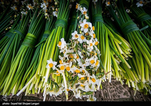 عکس‌های برداشت گل نرگس از مازندران دل‌تان را می‌برد