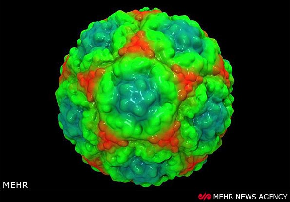تصاویر دیدنی از ویروس سرماخوردگی