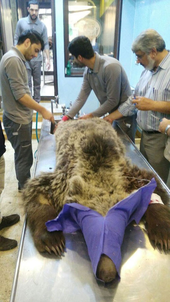 خرس زخمی حادثه کندوان نجات یافت