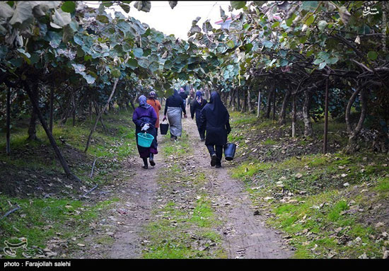 عکس: برداشت کیوی در مازندران
