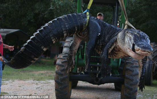 آیا این بزرگترین تمساح جهان است؟ +عکس