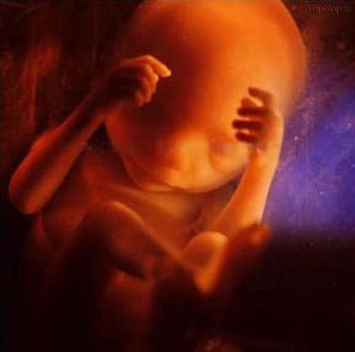 مراحل رشد جنین انسان +عکس