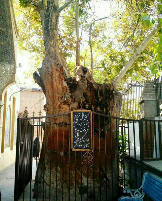 قدیمی‌ترین موجود زنده تهران