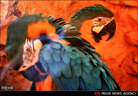 عکس: باغ پرندگان اصفهان