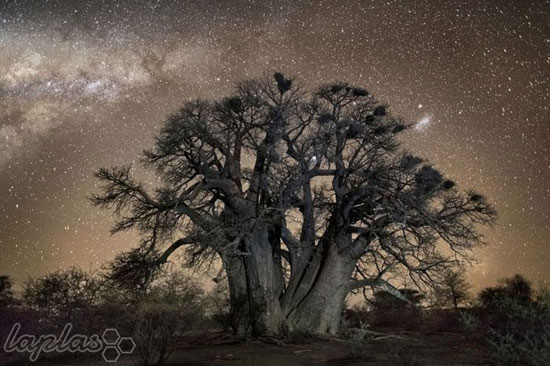 عکس: درختان کهنسال در جنگلی از ستارگان