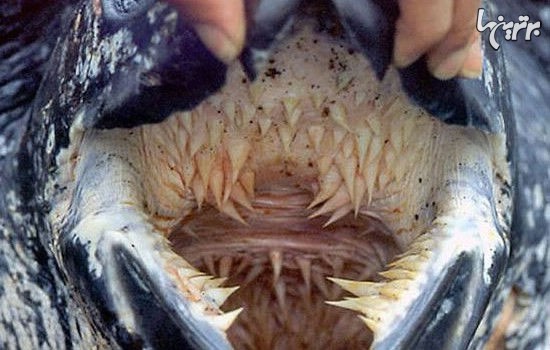 عکس: وحشتناک ترین دهان دنیا
