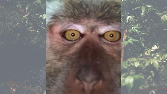 میمونِ سارق با موبایل دزدی از خودش سلفی گرفت