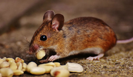 نکاتی جالب و باورنکردنی در مورد موش‌ها