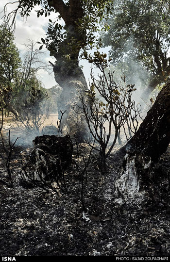 عکس: آتش سوزی در جنگل های زاگرس