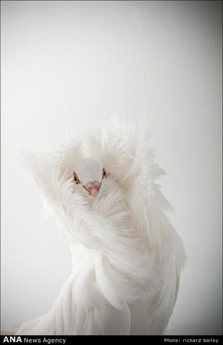 عکس: کفتر های زیبا در آتلیه عکاسی