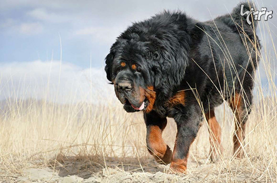 بزرگترین نژاد‌های سگ