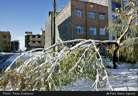 بارش برف و شکسته شدن درختان در شهرکرد