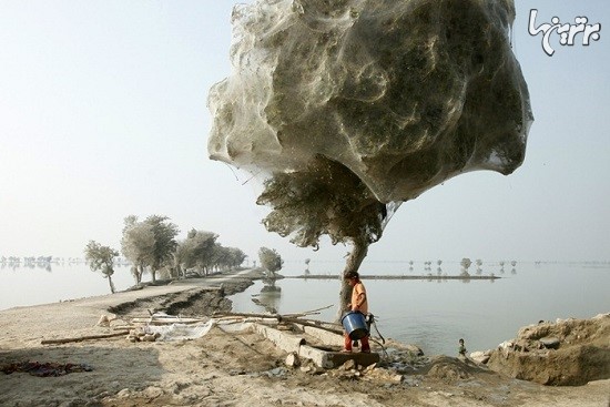 درختان پوشیده شده با تار عنکبوت در پاکستان