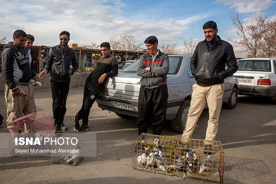 جمعه بازار پرندگان در مشهد