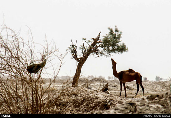 عکس: سکوت جازموریان