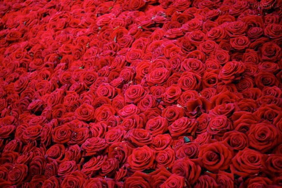 از زندگی تا مرگ 10 هزار گل رز +عکس