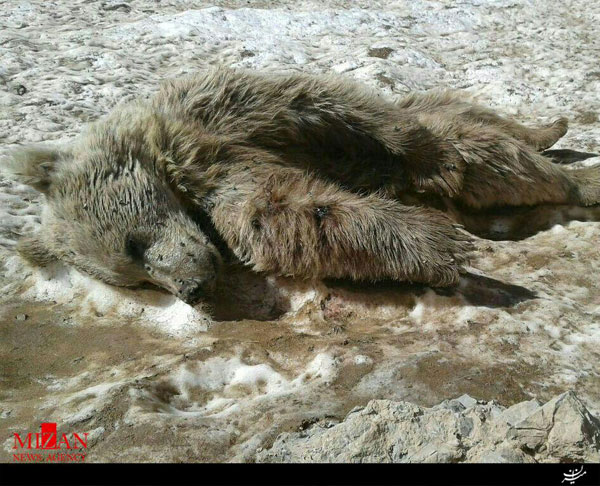 کشف لاشه یک خرس در اشترانکوه