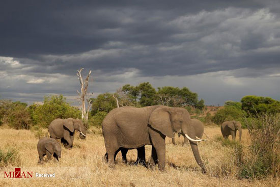 حیات وحش تانزانیا