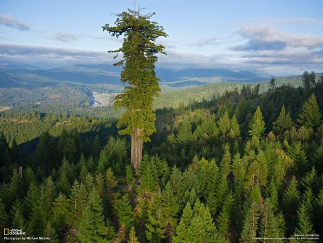 با «هیپریون» بلندترین درخت زنده زمین آشنا شوید