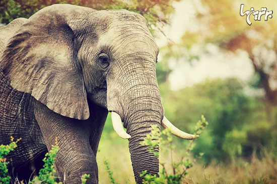 چیز‌های جالبی که درباره فیل‌ها نمی‌دانستید