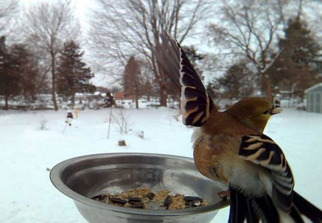 کلوزآپ پرندگان به هنگام غذا خوردن