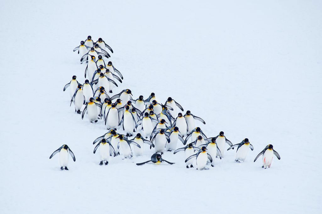 عکس روز نشنال جئوگرافیک؛ گروه پنگوئن ها