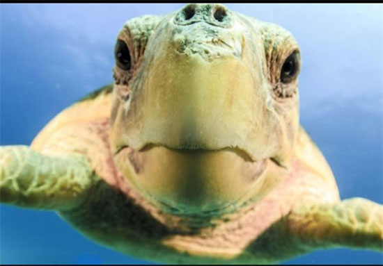 عکس: چشم در چشم با آقای لاک‌پشت!