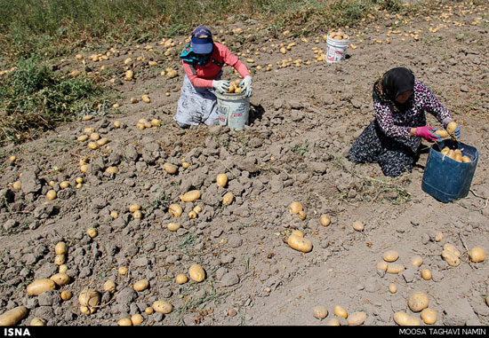 عکس: برداشت سیب زمینی در اردبیل