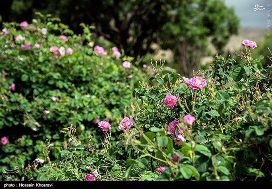 عکس: گلاب گیری در میمند فارس