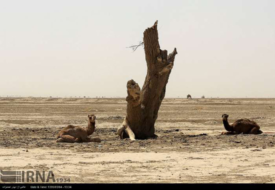 تصاویری از بکرترین طبیعت ایران