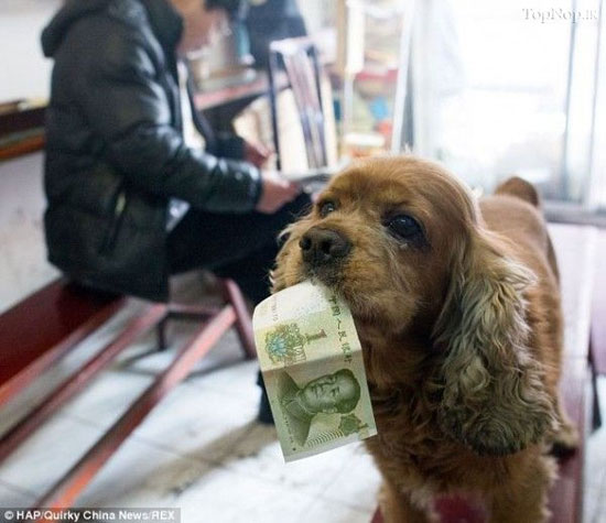 سگی که ارزش پول را می داند +عکس